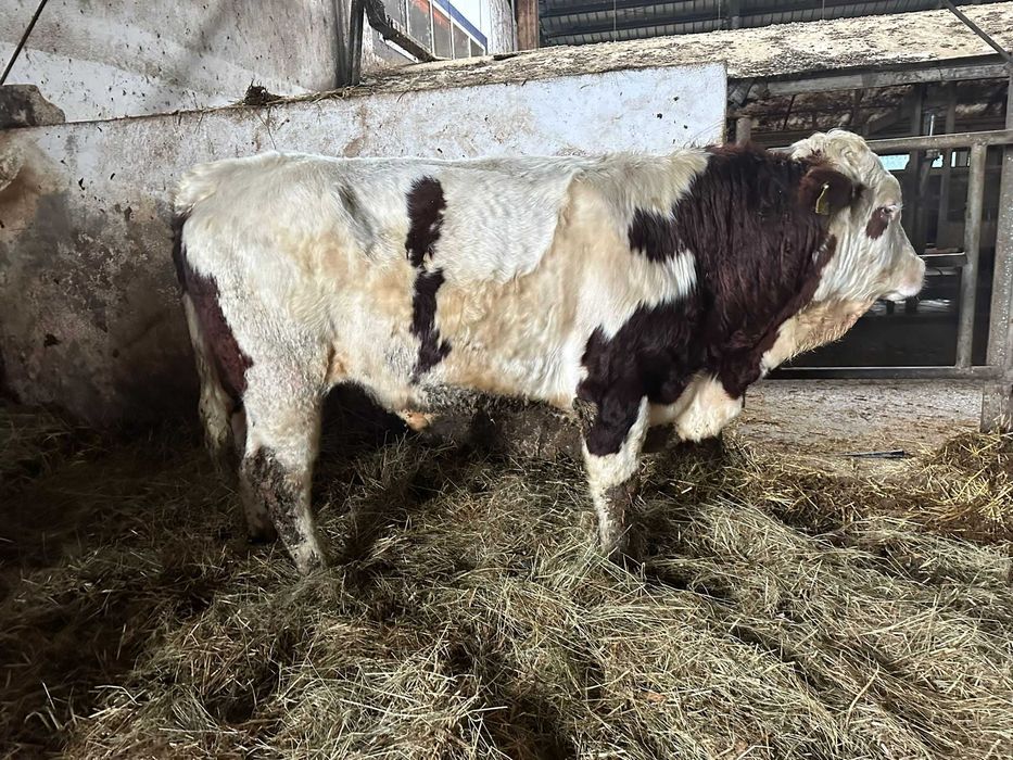 Tauri  cu certificat de origine