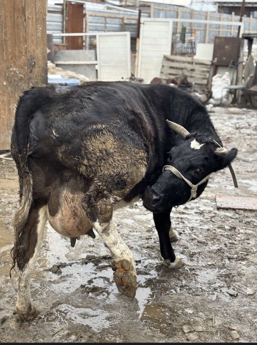 Продается Корова хороший спокойный