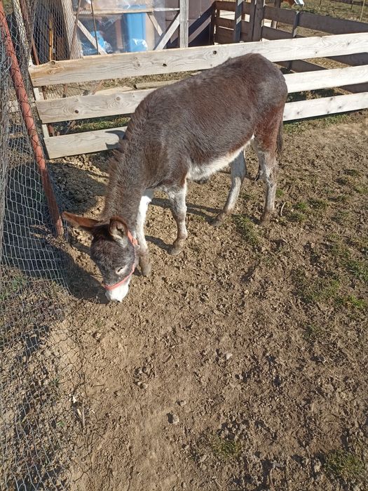 Vând măgăriță, în vârstă de doi ani.”