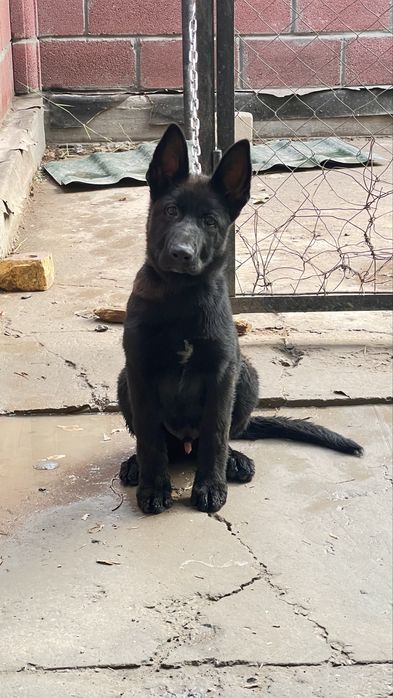 Продам немецкую овчарку