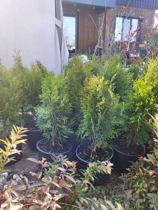 Продам  туи смарагд  в горшках