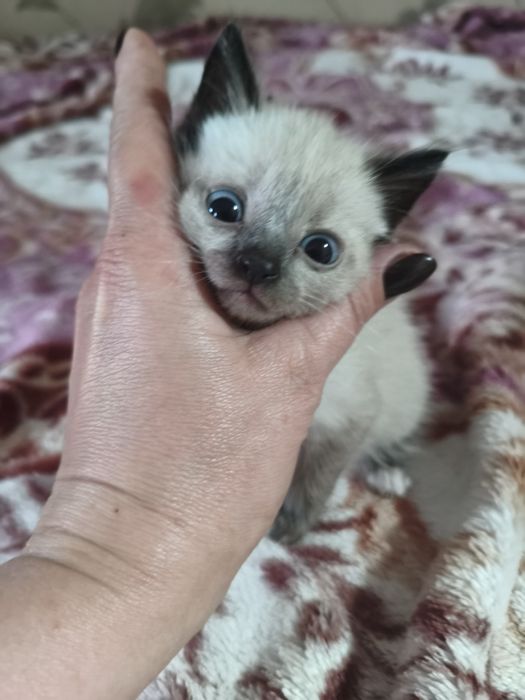 В хорошие руки маленьких котят