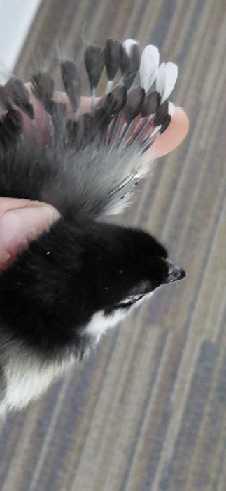 Pui australorp albastri si negri de o zi