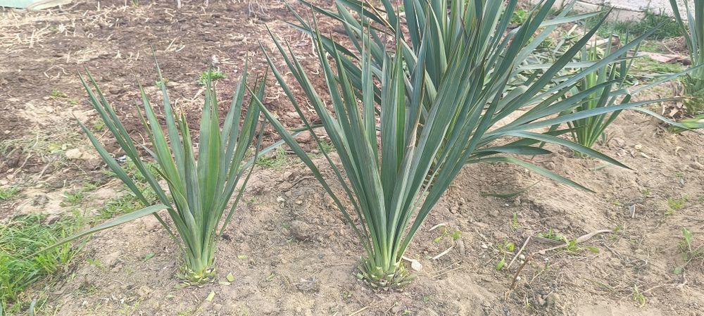 Продам  Юкку, плодовые деревья .