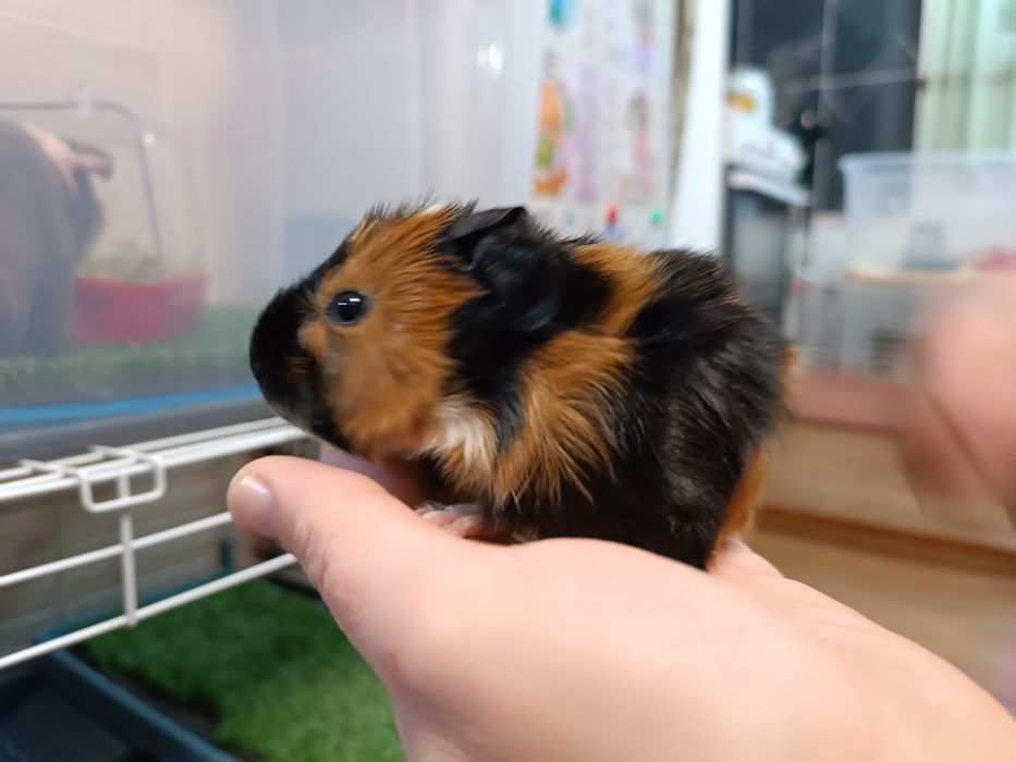 Продаются морские свинки