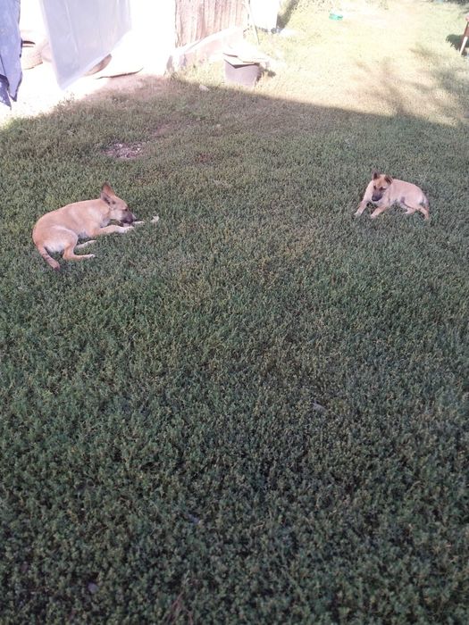 Отдам умных собак и кошек