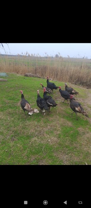 Осы куркелер сатылады