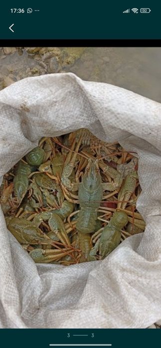 Раки живые в продаже