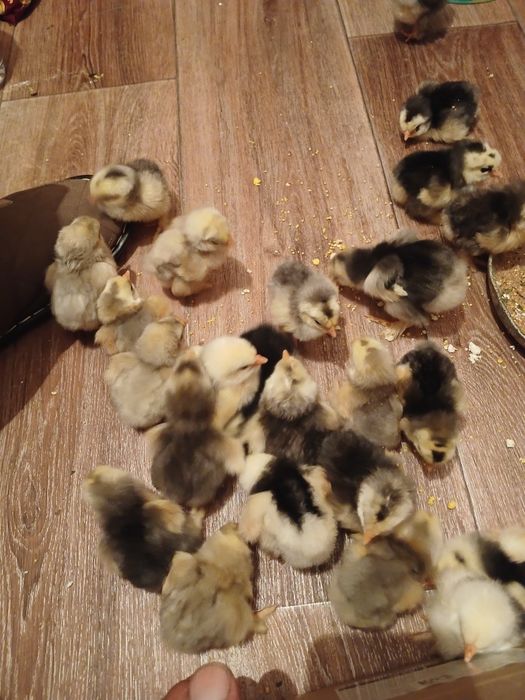 Продам цеплят и яйца