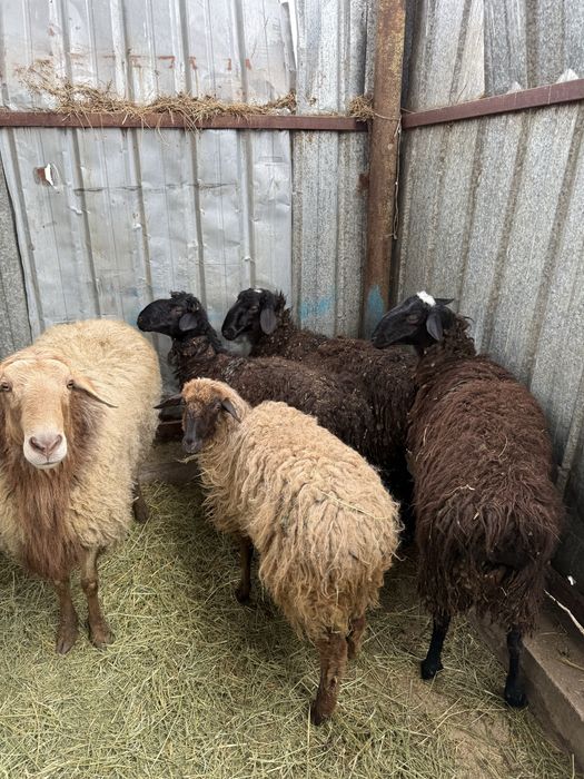Бараны откорм  продам цены разные уточняйте