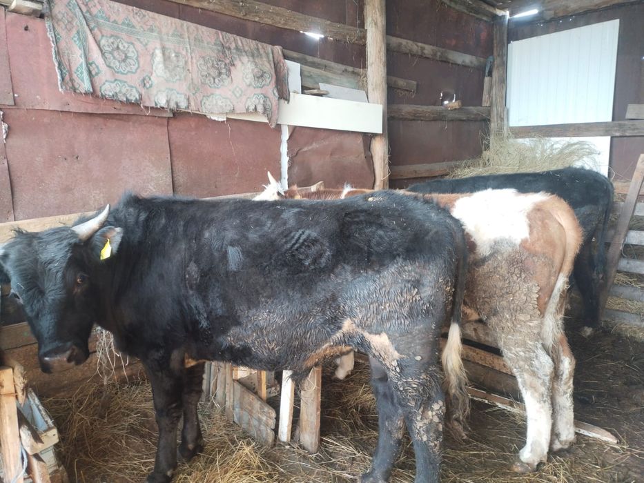 Бычки им по 2года