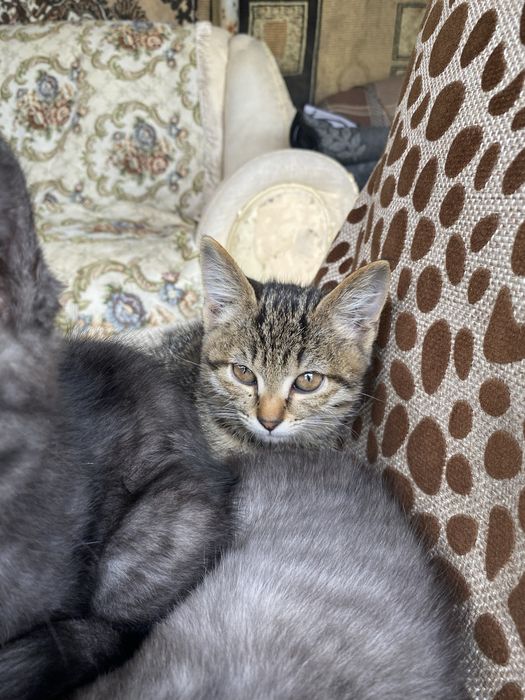 Отдам котятам добрые руки
