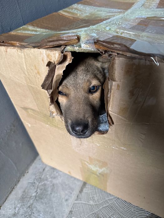 Отдам бельгийскую овчарку