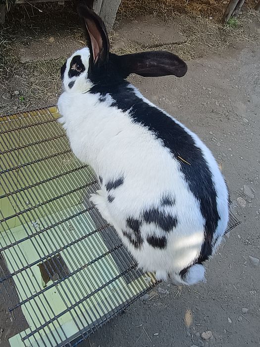 Iepuri și porumbei king