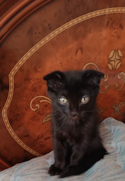 Продам вислоухих котят