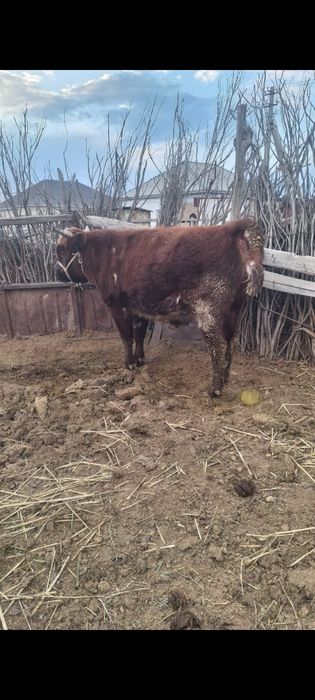 2 бұқа сатылады.