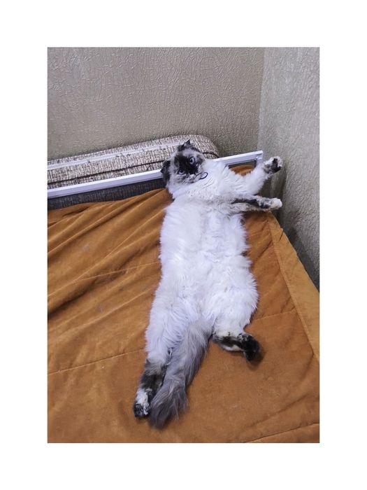 Кошечка подросток