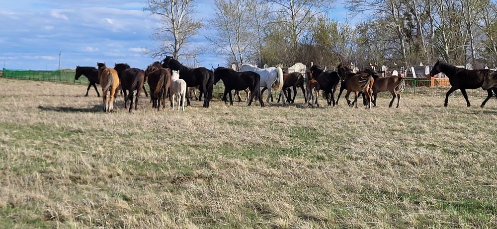 Продам оптом лошадей