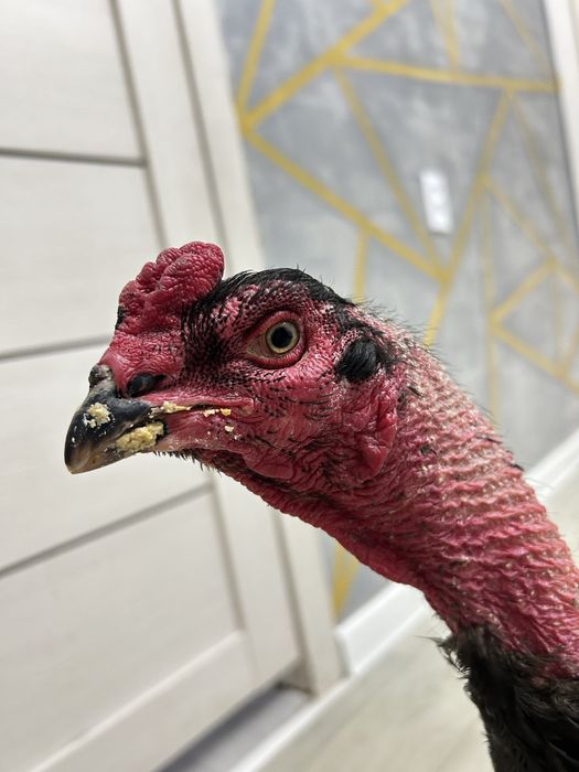 Дакан қораз жақсы зат