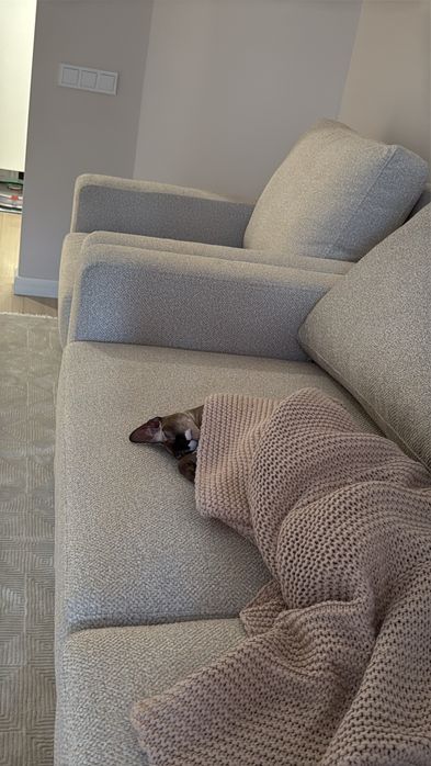 Продается кот породы Донской сфинкс