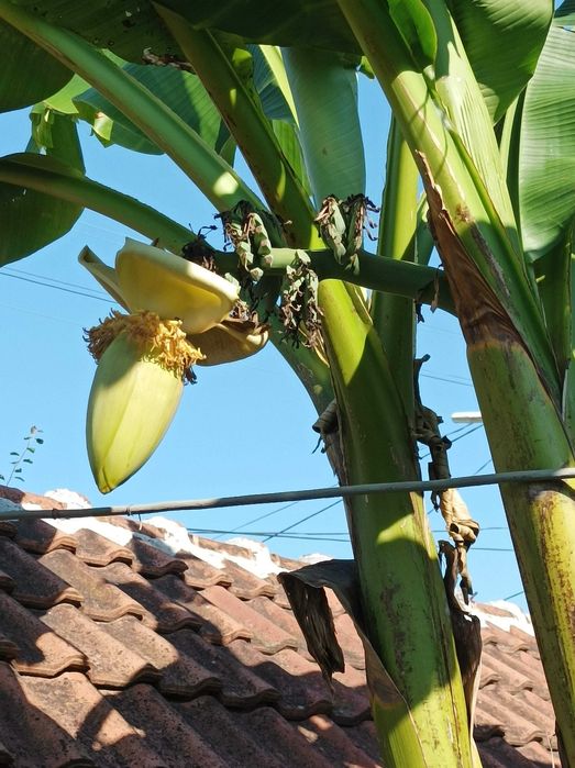 бананови палми вкоренени в саксий
