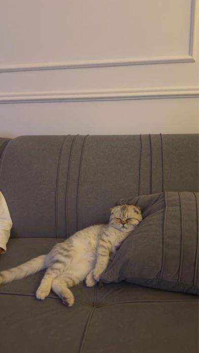 Шотландтық вислоухий (Scottish Fold)