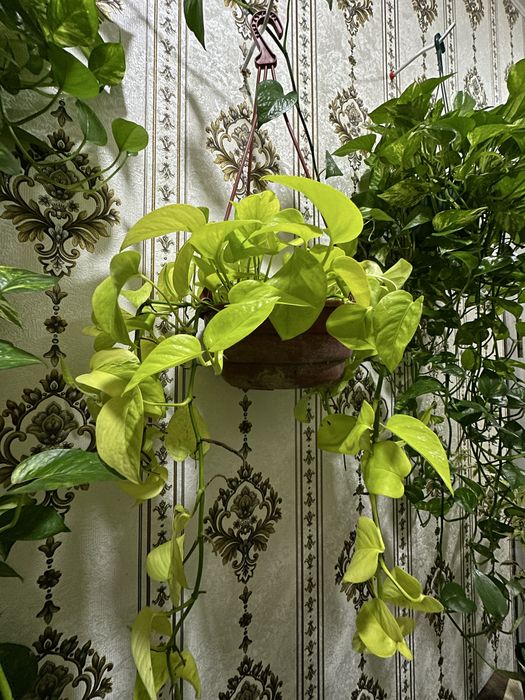 Эпипремнум НЕОН / Сциндапсус