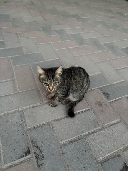 Отдам кошку в хорошие руки