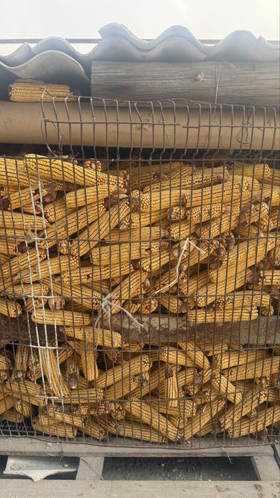 Кукуруза в початках