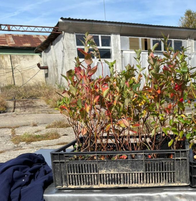 Plante Coacaz Aronia Afin