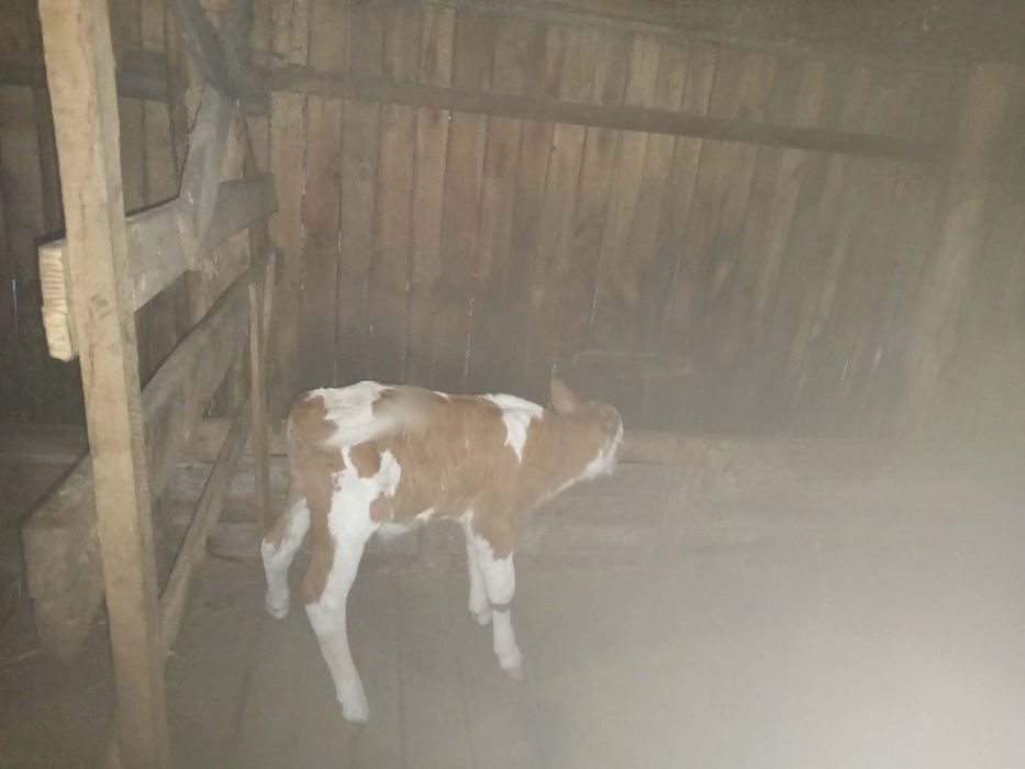 Vând doua vaci cu viței după ele și una are și vițel în burtă