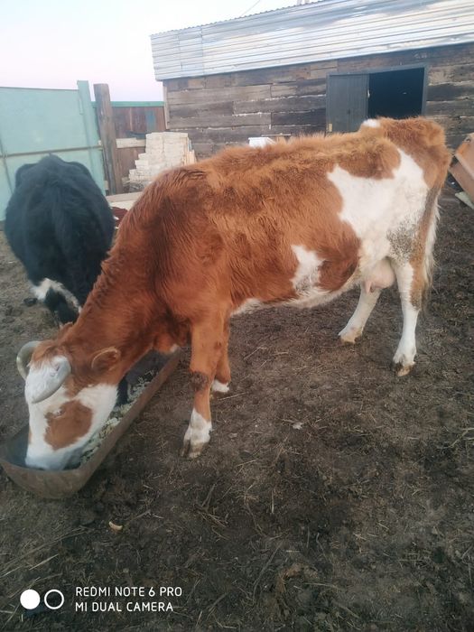 Продам корову с теленком