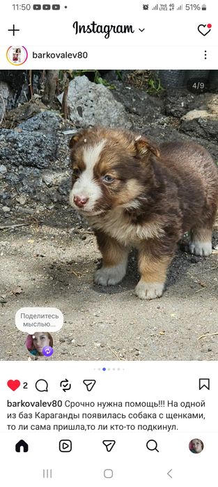 Дарю щенят!     .