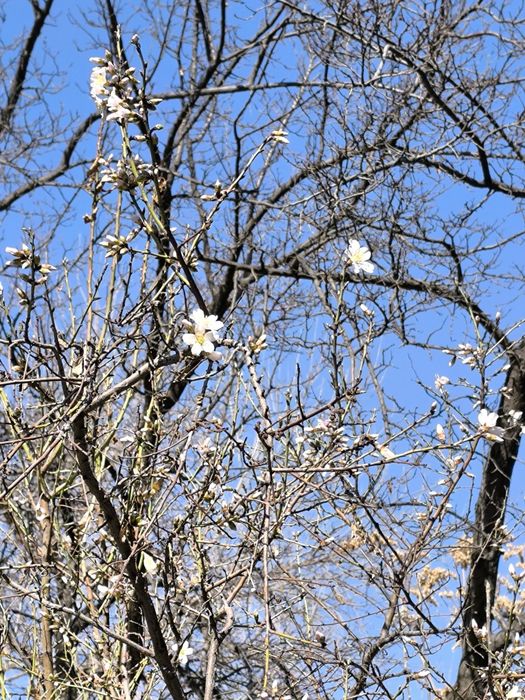 СТУДИЯ СЕРГЕЛИ 2. 1 ком квартиру с мебелью и техникой. 3/4 кирпич 18 м