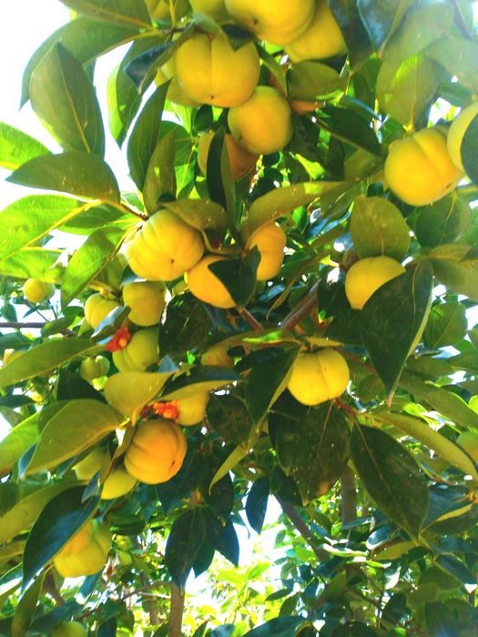 Хар хил мевали дарахтла кучатлар бор.