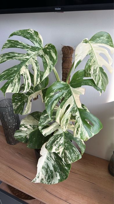 Продажа комнатных растений