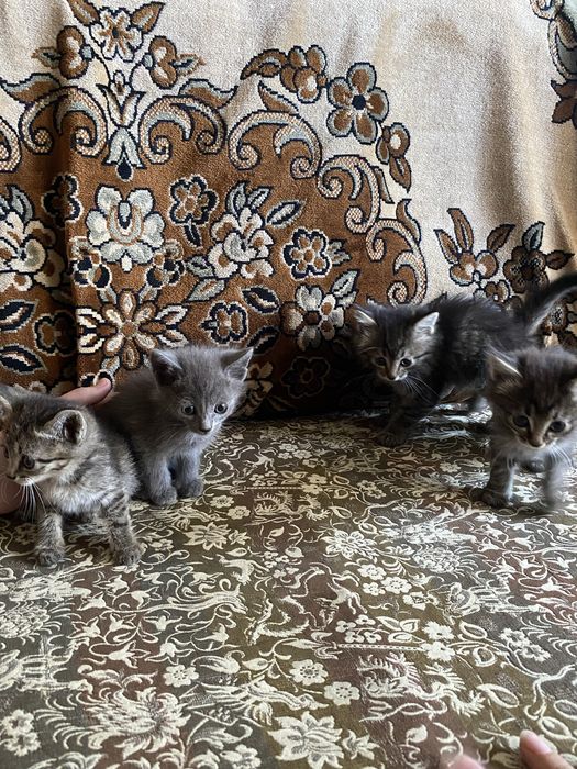 Отдам котят бесплатно
