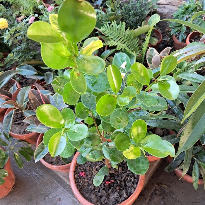 Цветы Мырзакент.