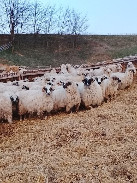 Vând 3 berbeci brezi