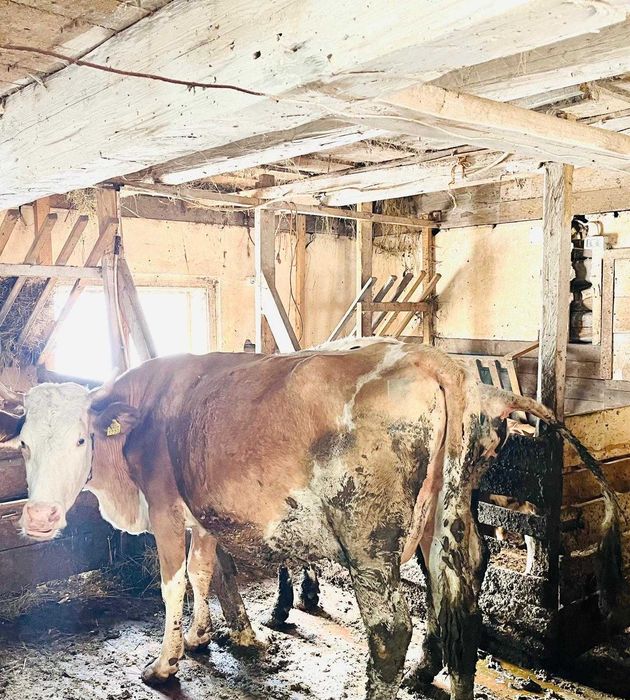 Vand vaci rasa Baltata Romaneasca.