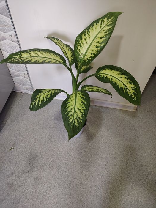 Диффенбахия в дом или офис