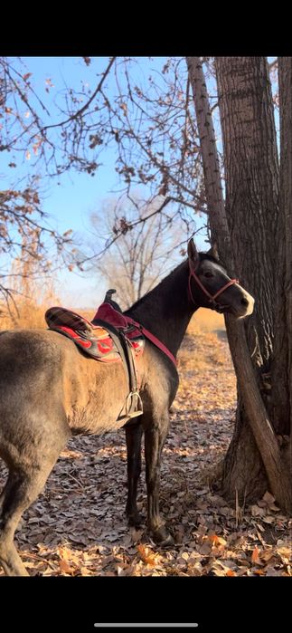 Продам жеребца 3 года