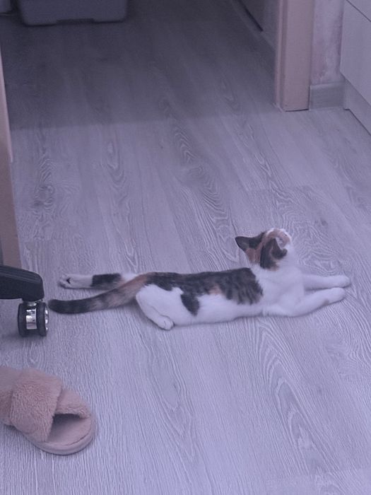 Котенок девочка 4 мес