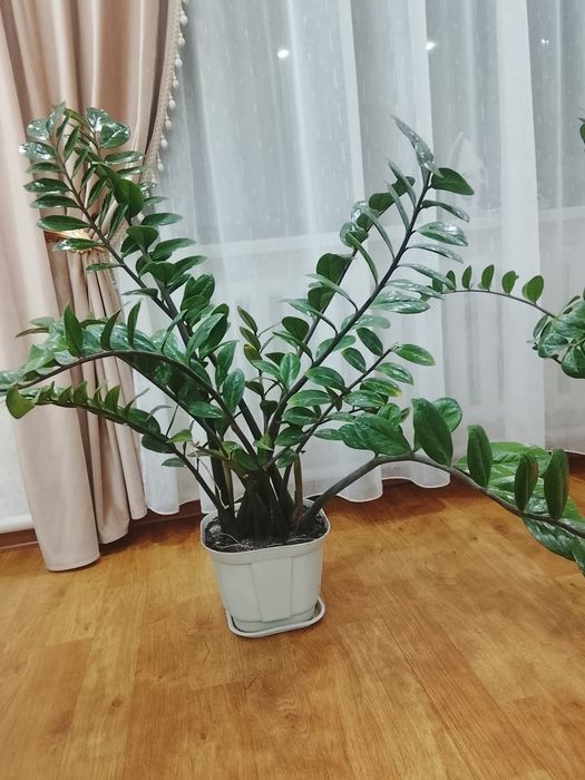 Комнатны Цветы красивый долларовы