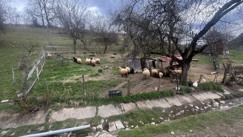 Vand oii si berbecc+ miei