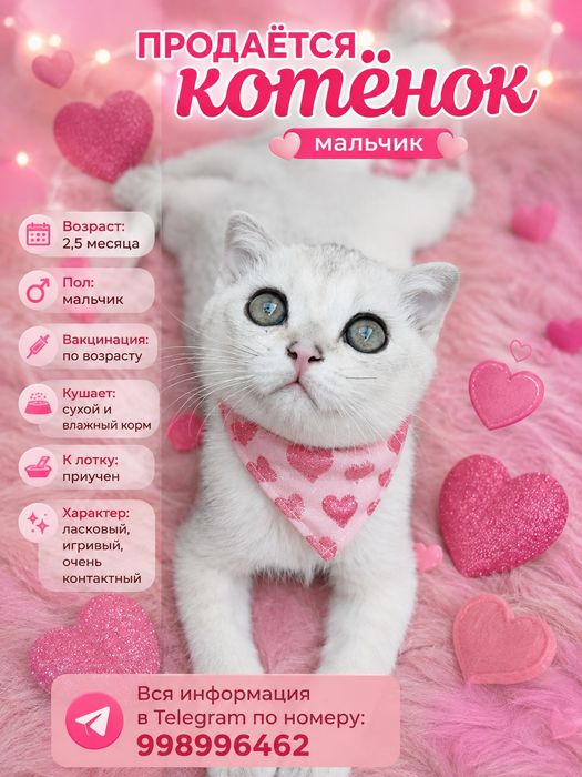 Продаются котята серебряная шиншилла