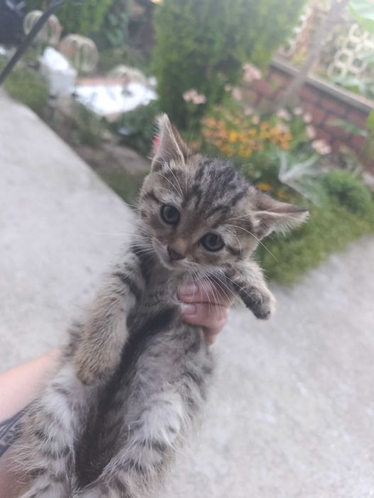 Британско коте таби