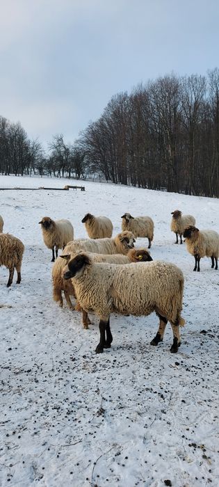 Oi de vânzare care sunteți interesați totul se vede la fața locului
