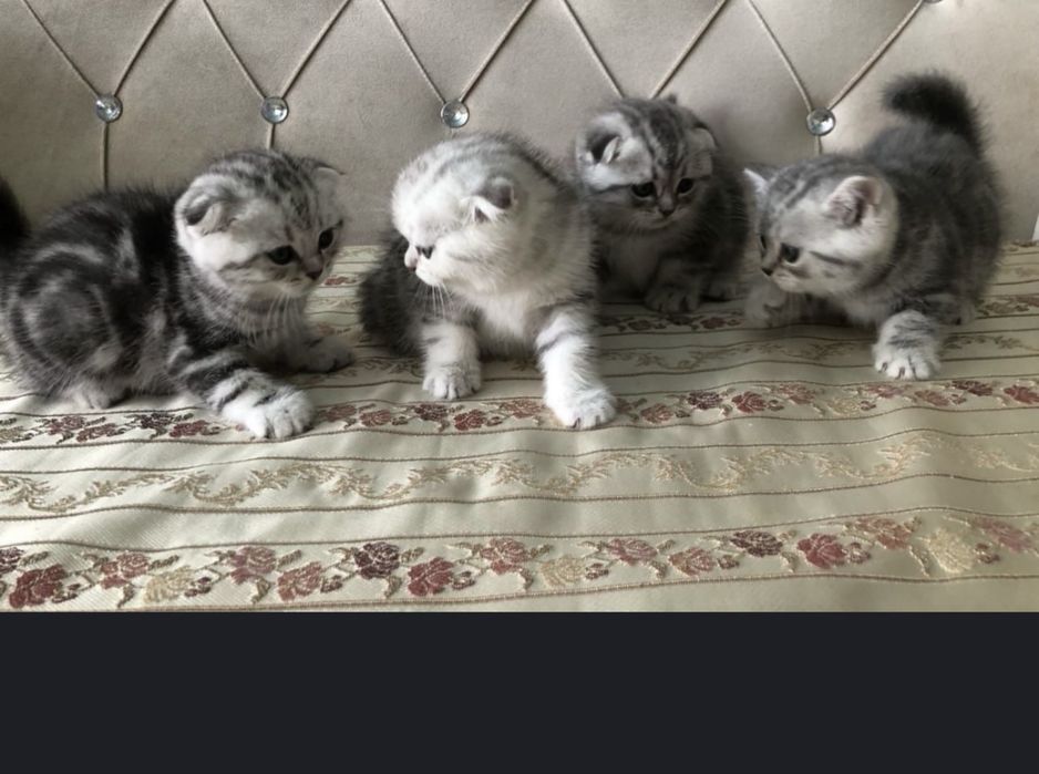 Котятя шотладские