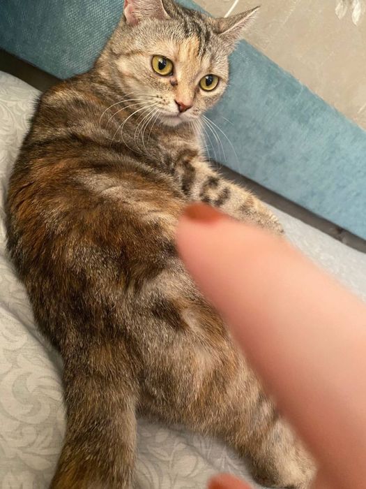 Кошечка ищет дом